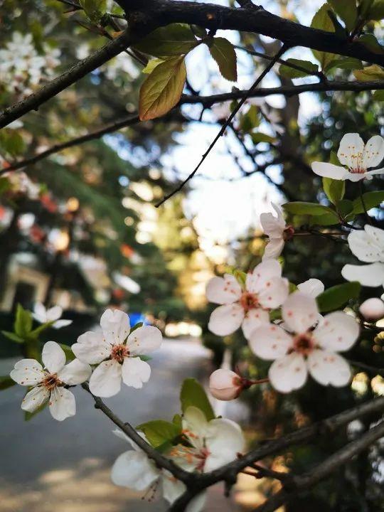 云赏花丨春天里的校园，和影象中一样美