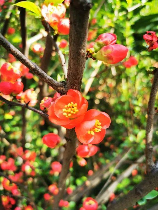 云赏花丨春天里的校园，和影象中一样美